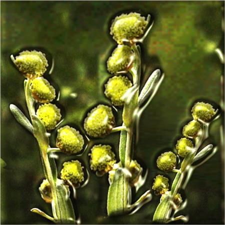 Artemisia - Wormwood essential oil