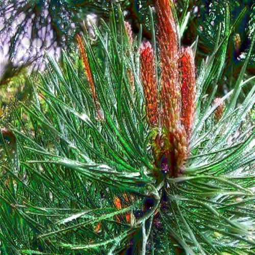 Pine essential oil for growing up when the children leave home